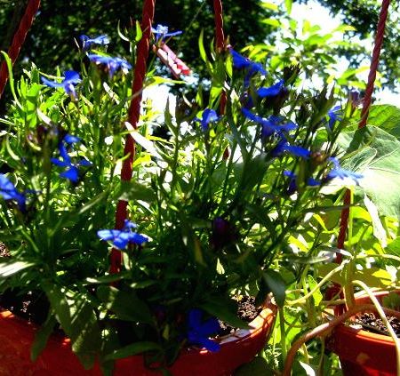 Lobelia inflorita